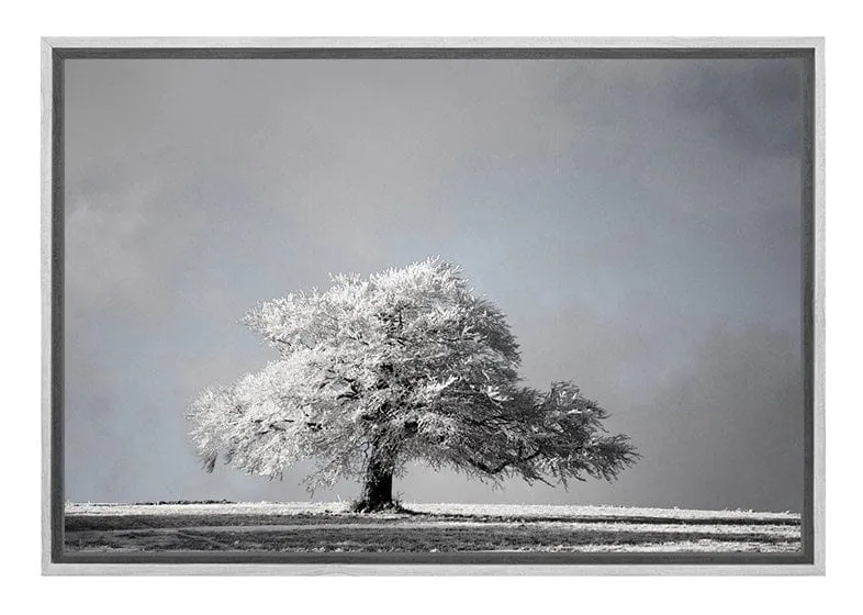 Frost Covered Tree | Canvas Wall Art Print