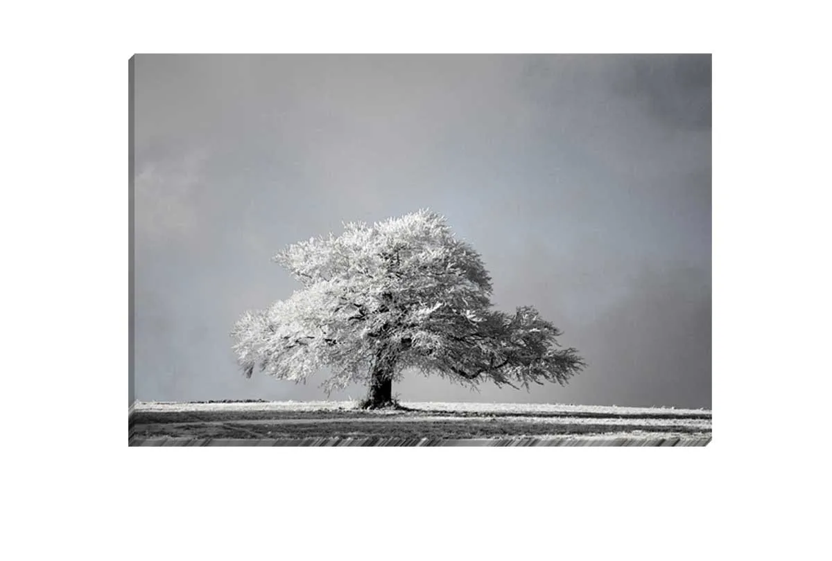 Frost Covered Tree | Canvas Wall Art Print