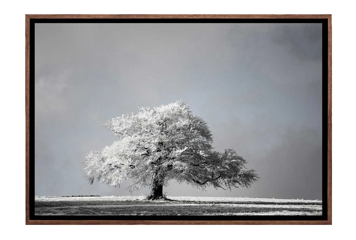 Frost Covered Tree | Canvas Wall Art Print