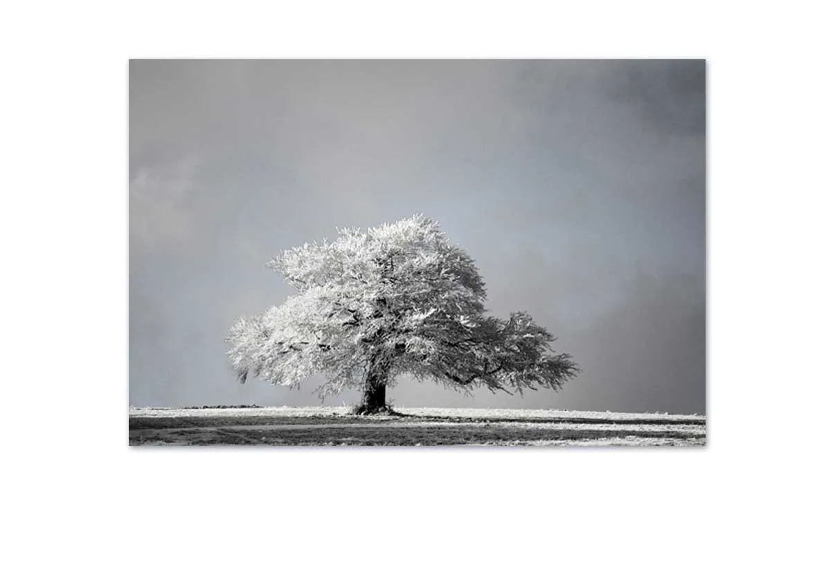 Frost Covered Tree | Canvas Wall Art Print