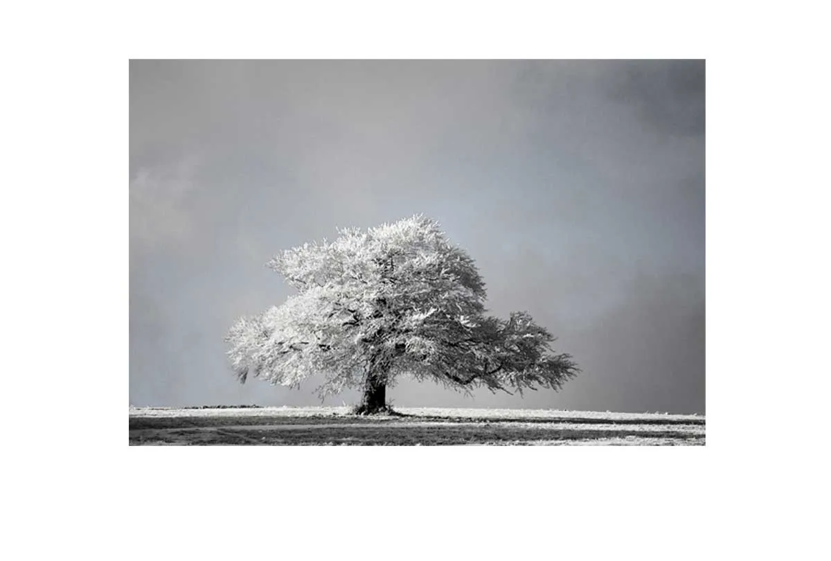 Frost Covered Tree | Canvas Wall Art Print